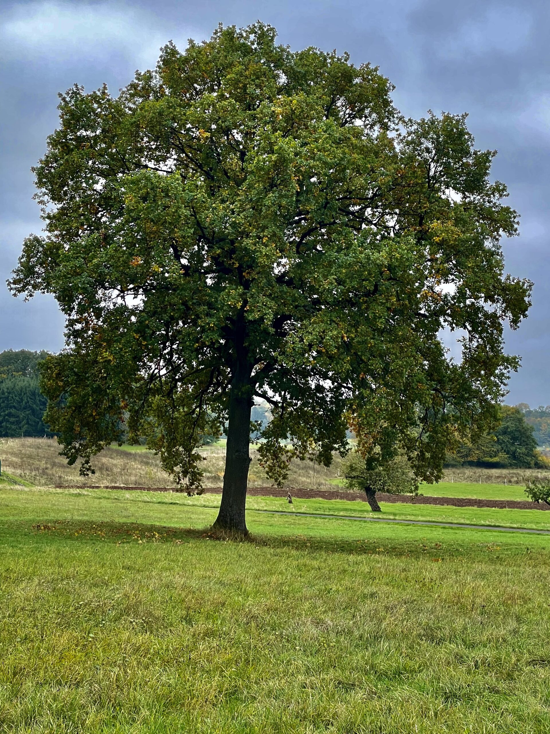 Anke Wedel, freie Trauerrednerin im Westerwald, rund um Montabaur, Wallmerod, Westerburg